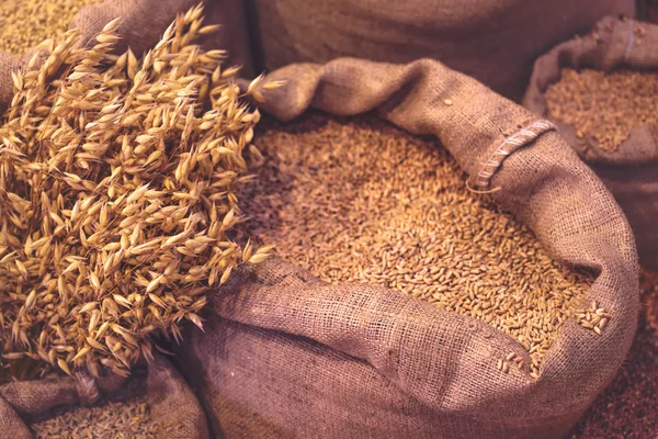 熟した麦と穀物の袋 — ストック写真