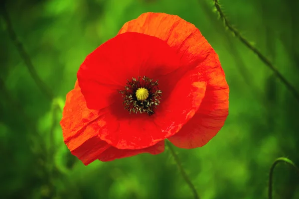 Divoký červený květ máku — Stock fotografie