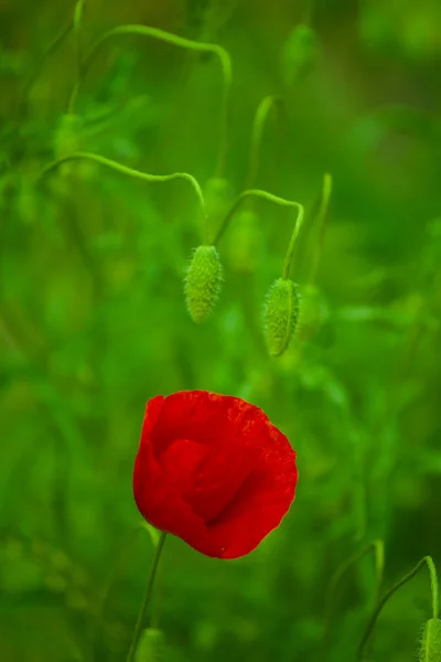 野生红罂粟花 — 图库照片