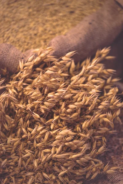 Зрізати вівса і саки з зерном — стокове фото