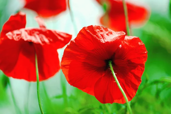 Flor de amapola roja salvaje — Foto de Stock