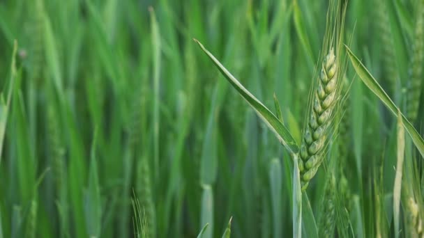 Têtes de blé vert dans un champ agricole cultivé — Video