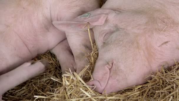 Granja cerdos durmiendo en granero heno — Vídeo de stock