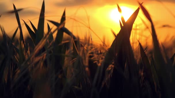 Teste di grano nel campo agricolo coltivato al tramonto — Video Stock