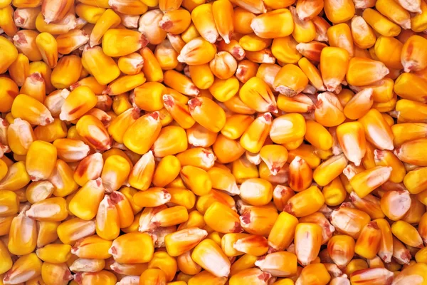 Corn Seed — Stock Photo, Image