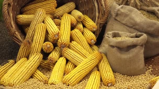 Uszy zbioru kukurydzy w wiklinowym koszu — Wideo stockowe