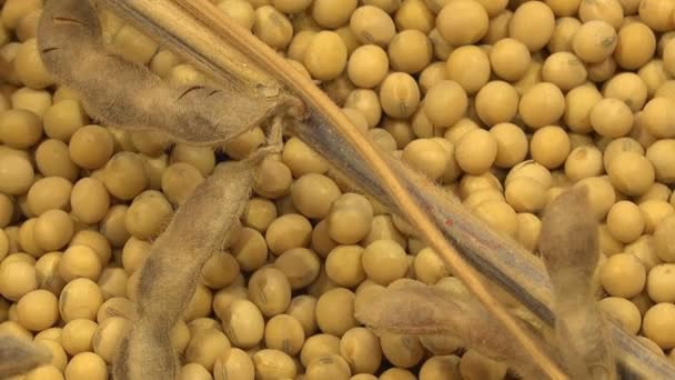 Soy Bean växter och bönor — Stockvideo