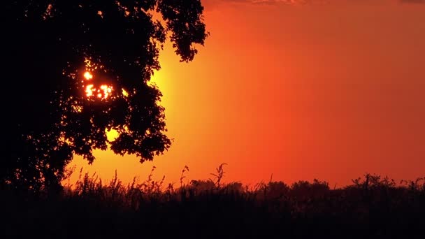 Silhouet van eenzame boom in magische zonsondergang — Stockvideo