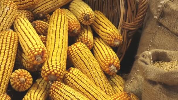 Зібраний урожай кукурудзи вуха в плетеними кошику — стокове відео