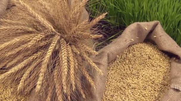 Blé mûr et sacs à grains — Video