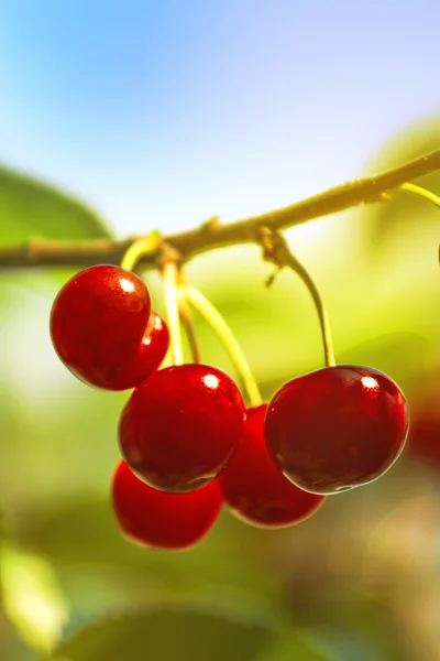 Sweet Cherry Fruit on the Bracnh — стоковое фото