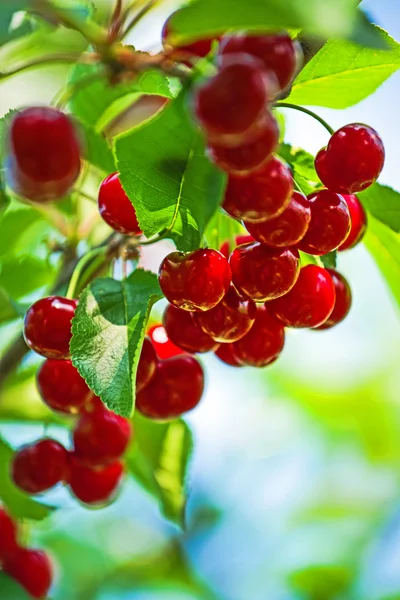 Dulce fruta de cereza en el Bracnh —  Fotos de Stock