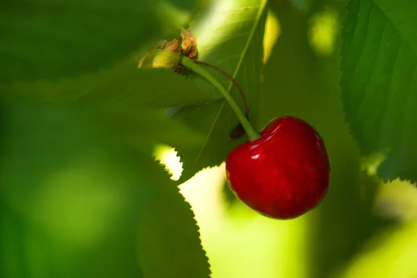 Sweet Cherry Fruit on the Bracnh — стоковое фото