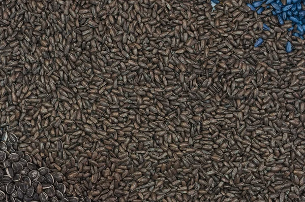 Ripe Sunflower Seed as Background — Stock Photo, Image