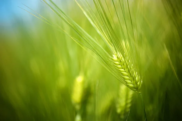 Coltivazione di giovani campi di grano verde in coltivazioni coltivate — Foto Stock