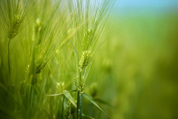 Campo de cultivos de trigo verde joven creciendo en plantación cultivada —  Fotos de Stock