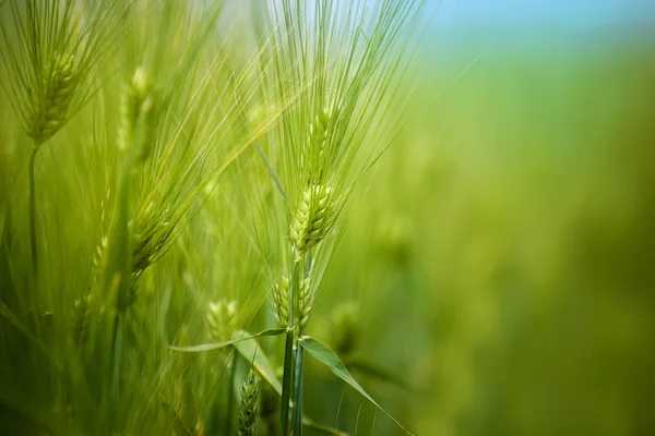 Coltivazione di giovani campi di grano verde in coltivazioni coltivate — Foto Stock