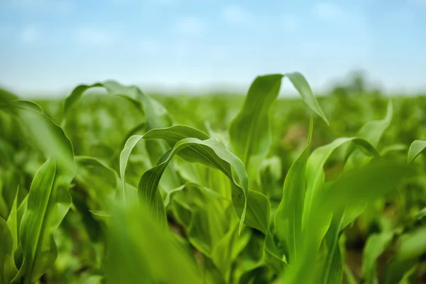 Young Maize Corn Crops Leaves in Field — Stock Photo, Image