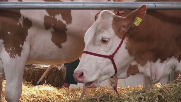 Rode en witte Holstein rundvee koeien Feeding on Animal Farm — Stockvideo