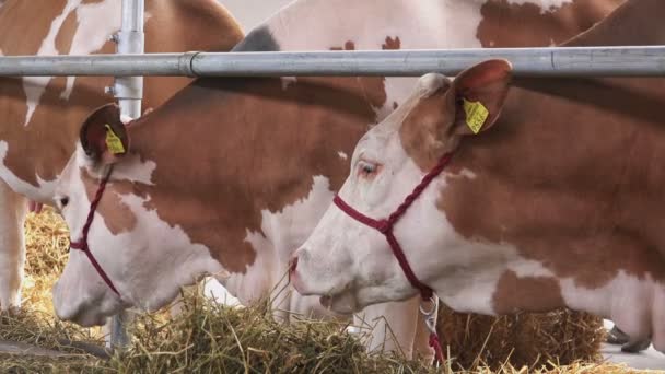 Rode en witte Holstein rundvee koeien Feeding on Animal Farm — Stockvideo