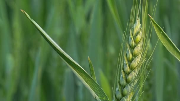 Cultivos de trigo verde joven creciendo en el campo agrícola cultivado — Vídeos de Stock