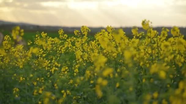 Řepky květy v obdělávané zemědělské oblasti — Stock video