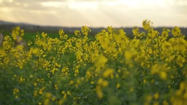 Rapeseed Flowers in Cultivated Agricultural Field — Stock Video