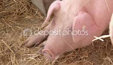 Mısır Mısır fide büyüyen lahanası ekili Tarım çiftliği alanında