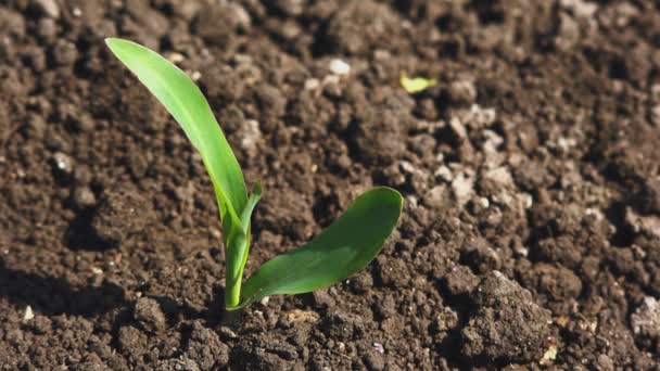 Cultivo de brotes de semilla de maíz en el campo agrícola cultivado — Vídeos de Stock