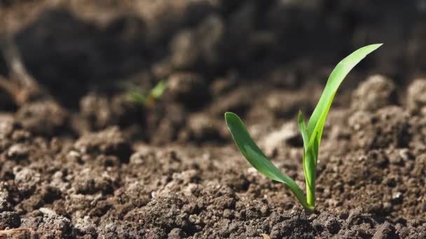Crescimento de brotos de mudas de milho de milho no campo agrícola cultivado — Vídeo de Stock