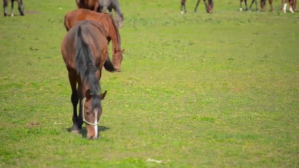 Coltivazione di germogli di piantina di mais di mais nel campo agricolo coltivato — Video Stock