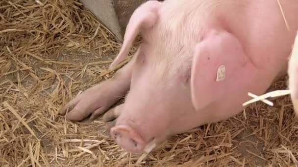 Coltivazione di germogli di piantina di mais di mais nel campo agricolo coltivato — Video Stock