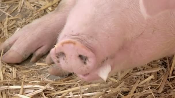 Växande majs majs planta groddar i odlade jordbruks gård fältet — Stockvideo