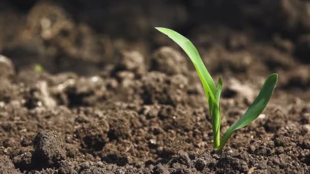 Växande majs majs planta groddar i odlade jordbruks gård fältet — Stockvideo