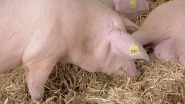 Hayvan çiftliği besleme domuz