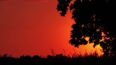 Günbatımı ağacında yalnız kırsal