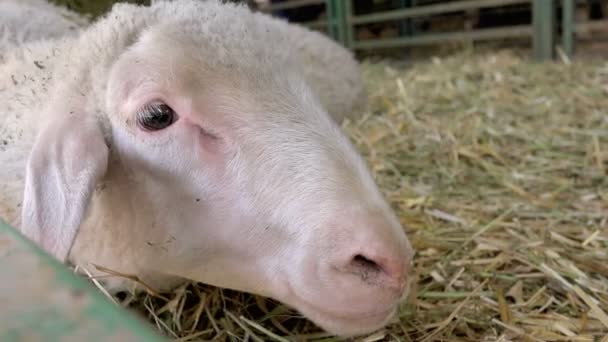 Sheep on the Breeding Farm — Stock Video