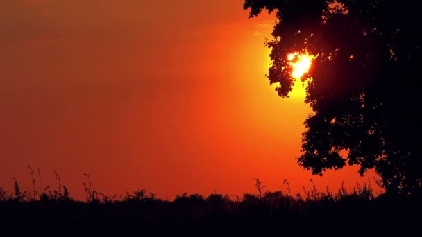 Árvore do campo solitário em pôr do sol — Vídeo de Stock