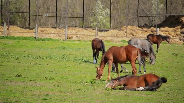 Young Horses Graze on the Farm Ranch — Stock Video