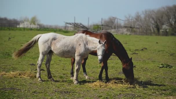 Jovens Cavalos Graze na Fazenda — Vídeo de Stock