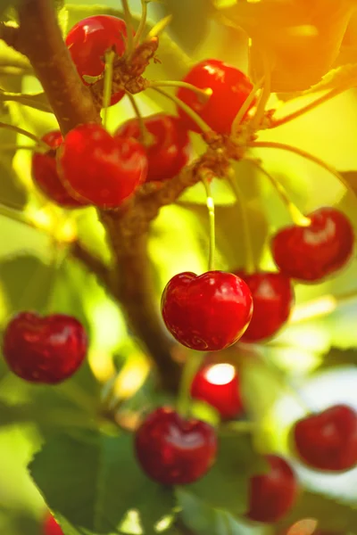 Zoete kers Fruit op de Bracnh — Stockfoto