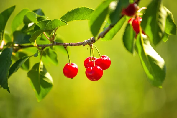 Sweet Cherry Fruit on the Bracnh — стоковое фото