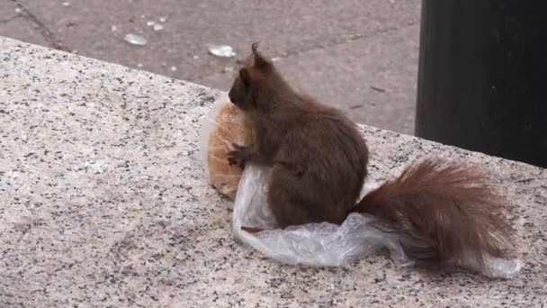 Rode eekhoorn vervoederen van fastfood restjes — Stockvideo