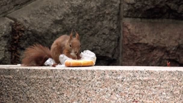 Alimentazione scoiattolo rosso con avanzi di fast food — Video Stock