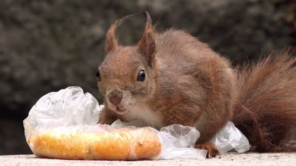 Red Squirrel Feeding with Fast Food Leftovers — Stock Video