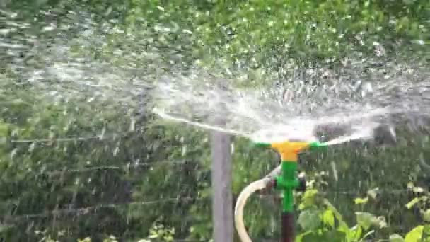 Irrigatie sprinkler drenken moestuin — Stockvideo