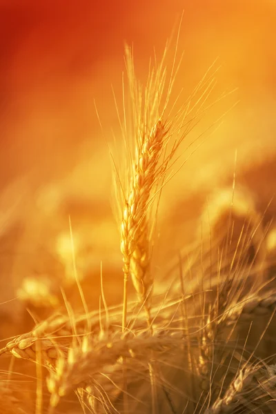 황금 밀 작물 농업 분야에 — 스톡 사진