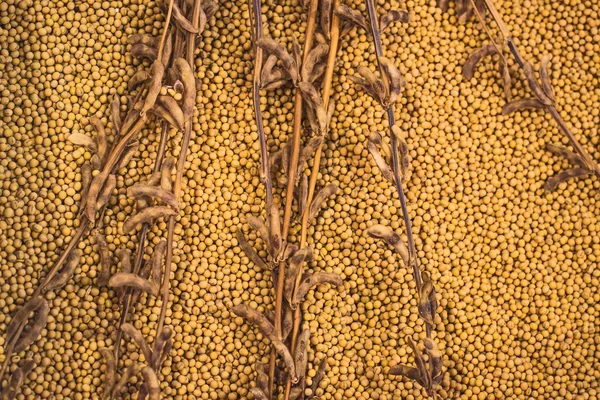成熟的大豆种植和豆类 — 图库照片