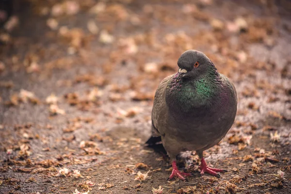 Pombo cinzento em pé no chão — Fotografia de Stock