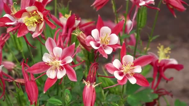 Aquilegia Origami, Hermosa Columbina Rosa Flores en Jardín — Vídeo de stock